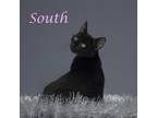 Adopt South C24-219 a Domestic Short Hair