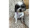 Adopt Loulou a Shih Tzu