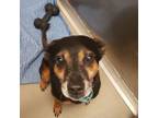 Adopt Charisma a Australian Kelpie, Mixed Breed