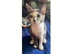 Adopt Peanut a Domestic Short Hair