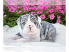 Victorian Bulldog PUPPY FOR SALE ADN-820637 - Gorgeous Victorian Bulldog Puppies