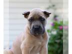 Cane Corso PUPPY FOR SALE ADN-820568 - ICCF Cane Corso