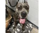 Adopt Miss Saturday a Cane Corso