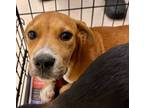 Adopt Calliope a Black Mouth Cur, Mixed Breed