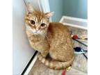 Adopt Emily a Domestic Short Hair