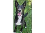 Adopt Tiki a Border Collie