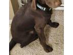 Adopt Piper a Chocolate Labrador Retriever