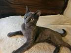 Adopt Wonder Bread a Domestic Short Hair