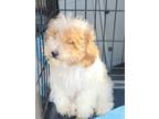 Adopt parti toy poodle a Miniature Poodle