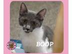 Adopt Boop a Domestic Short Hair