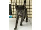 Adopt Calhoun a Domestic Short Hair