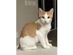 Adopt Roman a Domestic Short Hair