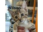 Adopt Wilson a Domestic Short Hair