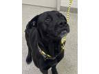 Adopt Mack a Labrador Retriever, Mixed Breed