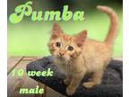 Adopt Pumba a Domestic Medium Hair