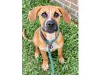 Adopt Buster a Australian Cattle Dog / Blue Heeler