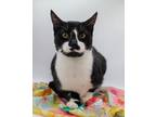 Adopt Bandit X a Domestic Short Hair