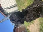 Adopt Shaggy a Poodle