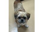 Adopt Toby a Shih Tzu