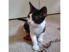 Adopt Buck Rogers a Domestic Short Hair