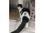 Adopt Tanner a Domestic Short Hair