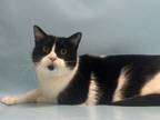 Adopt Atticus a Domestic Short Hair