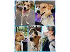 Adopt Boston a Mixed Breed