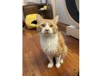 Adopt Oliver a Domestic Medium Hair