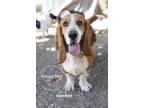 Adopt Knorman a Red/Golden/Orange/Chestnut - with White Basset Hound / Mixed dog