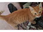 Adopt Ginger a Orange or Red (Mostly) Domestic Shorthair / Mixed (short coat)