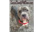 Adopt Dawson a Gray/Silver/Salt & Pepper - with White American Staffordshire