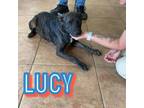 Adopt 0505 (Lucy) a Mixed Breed