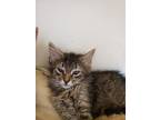 Adopt Arianna a Domestic Medium Hair