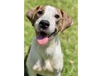 Adopt Macadamia a English Pointer, Vizsla