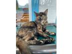 Adopt Jam a Domestic Short Hair