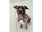 Adopt Milo a Mixed Breed