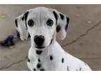 Dalmatian Puppy for sale in Springfield, MO, USA