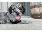 Mutt Puppy for sale in Evansville, IN, USA