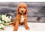 Mutt Puppy for sale in Joplin, MO, USA