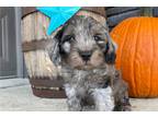 Mutt Puppy for sale in Evansville, IN, USA