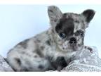 French Bulldog Puppy for sale in Tulsa, OK, USA