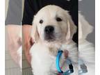 Golden Retriever PUPPY FOR SALE ADN-820823 - Euro Golden Retriever Male Puppy