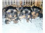 Yorkshire Terrier PUPPY FOR SALE ADN-821082 - Tiny yorkie puppies