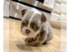 English Bulldog PUPPY FOR SALE ADN-821025 - LILAC TAN TRI FLUFFY