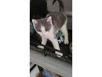 Peanut, American Shorthair For Adoption In Brooklyn, New York