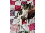 Macchiato, Domestic Shorthair For Adoption In Tracy, California