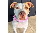 Supra, American Pit Bull Terrier For Adoption In Germantown, Ohio