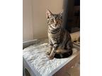 Paris, Domestic Shorthair For Adoption In New York, New York