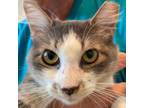 Adopt Princess a Domestic Medium Hair