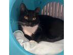 Adopt Tullie a Domestic Short Hair